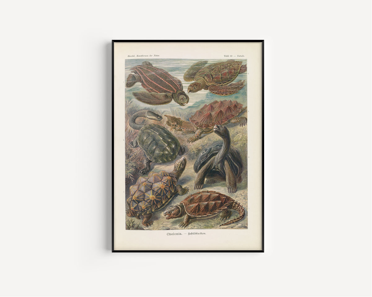 Ernst Haeckel — Kunstformen der Natur, Plate 89: Chelonia | Scientific Illustration Print