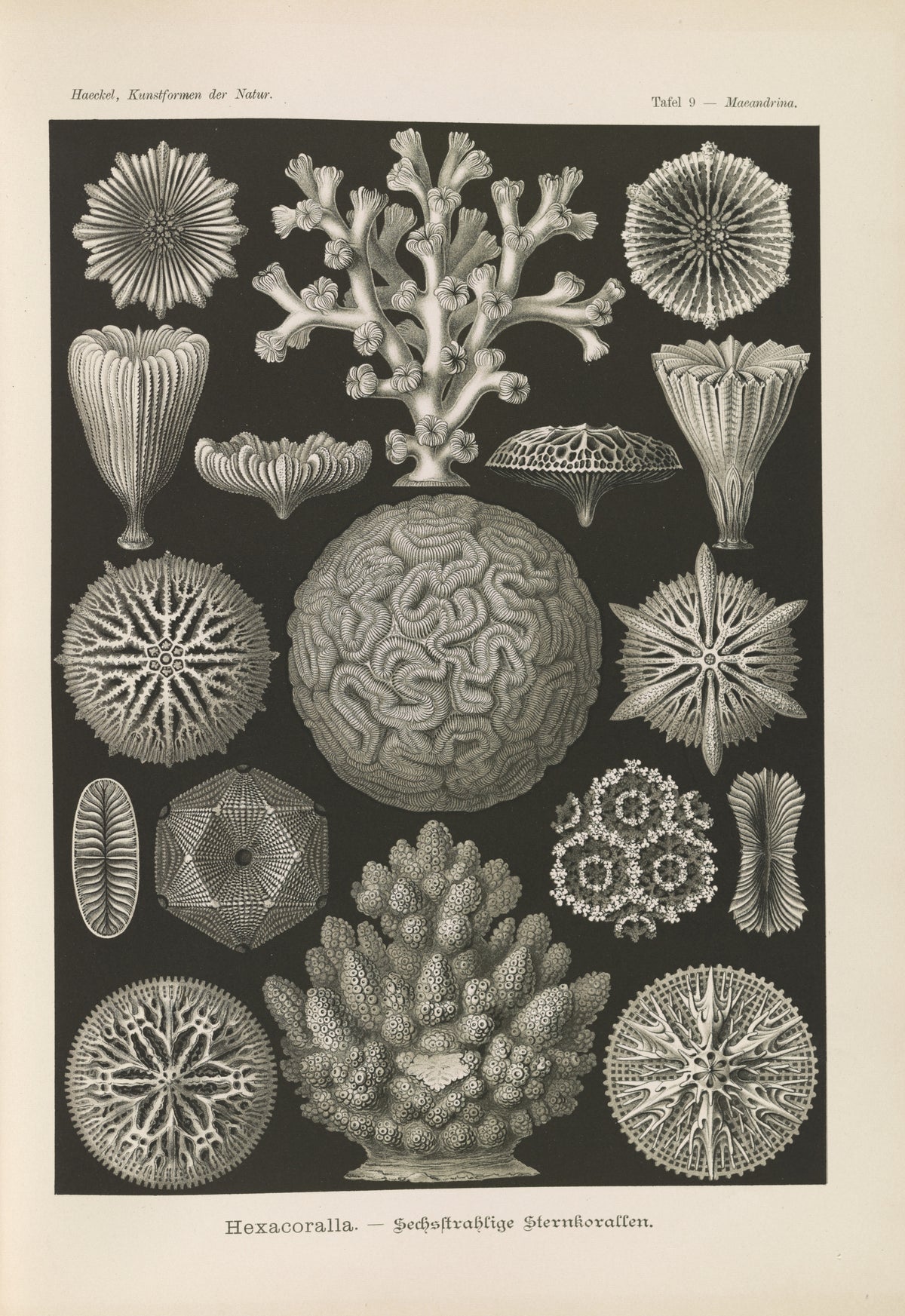 Ernst Haeckel — Kunstformen der Natur, Plate 9: Hexacoralla | Scientific Illustration Print
