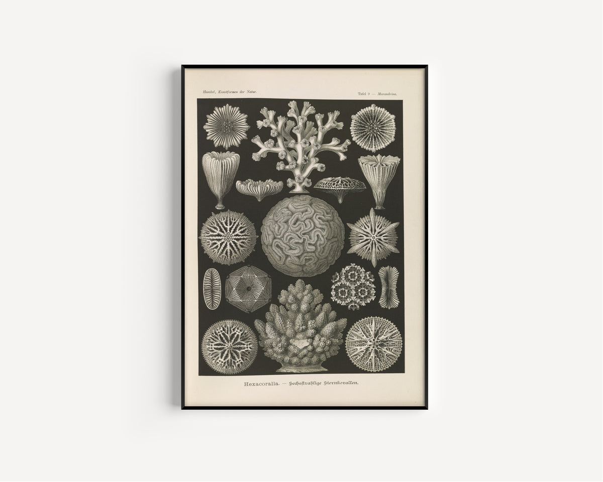 Ernst Haeckel — Kunstformen der Natur, Plate 9: Hexacoralla | Scientific Illustration Print