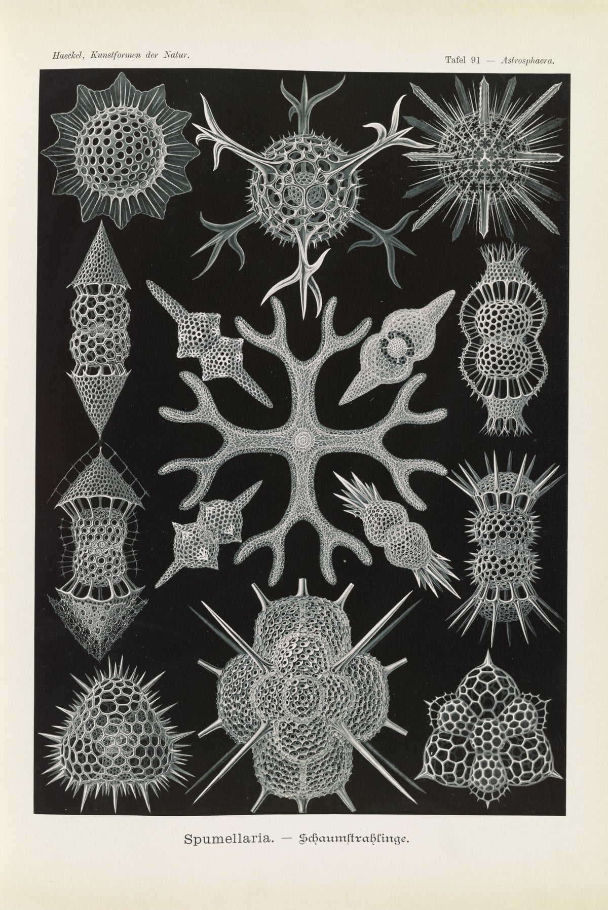 Ernst Haeckel — Kunstformen der Natur, Plate 91: Spumellaria | Scientific Illustration Print