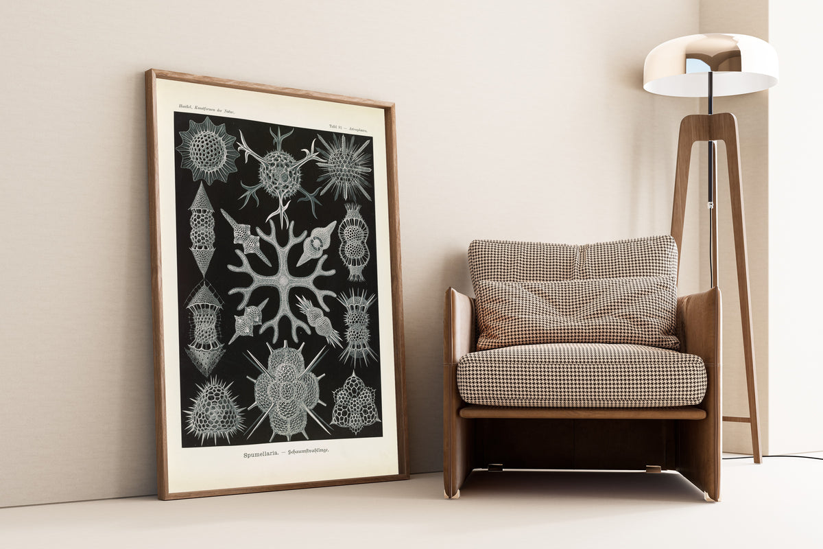 Ernst Haeckel — Kunstformen der Natur, Plate 91: Spumellaria | Scientific Illustration Print