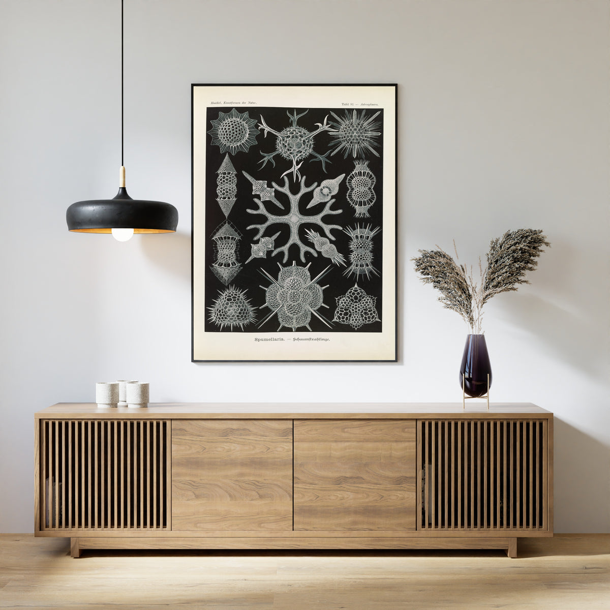 Ernst Haeckel — Kunstformen der Natur, Plate 91: Spumellaria | Scientific Illustration Print