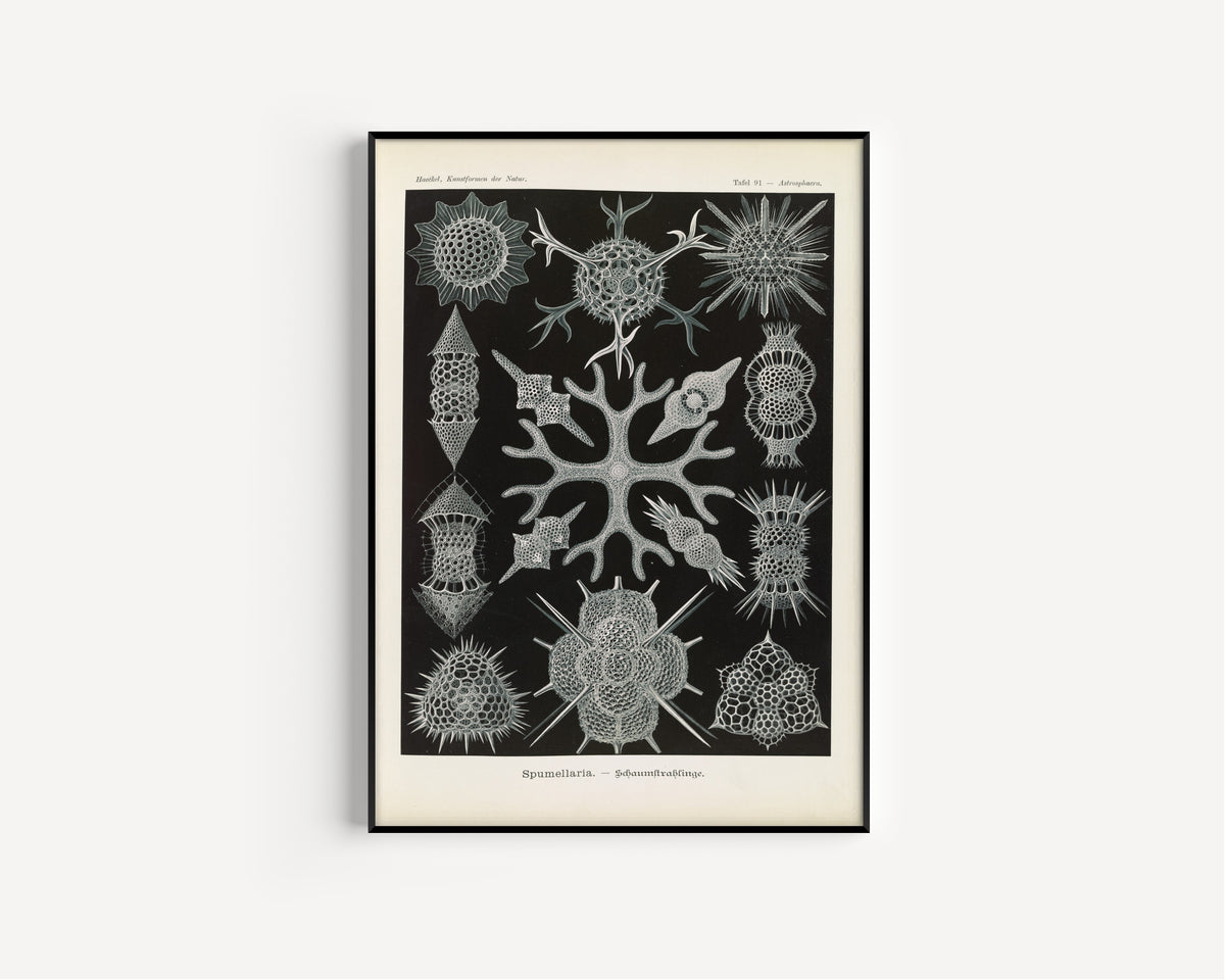 Ernst Haeckel — Kunstformen der Natur, Plate 91: Spumellaria | Scientific Illustration Print