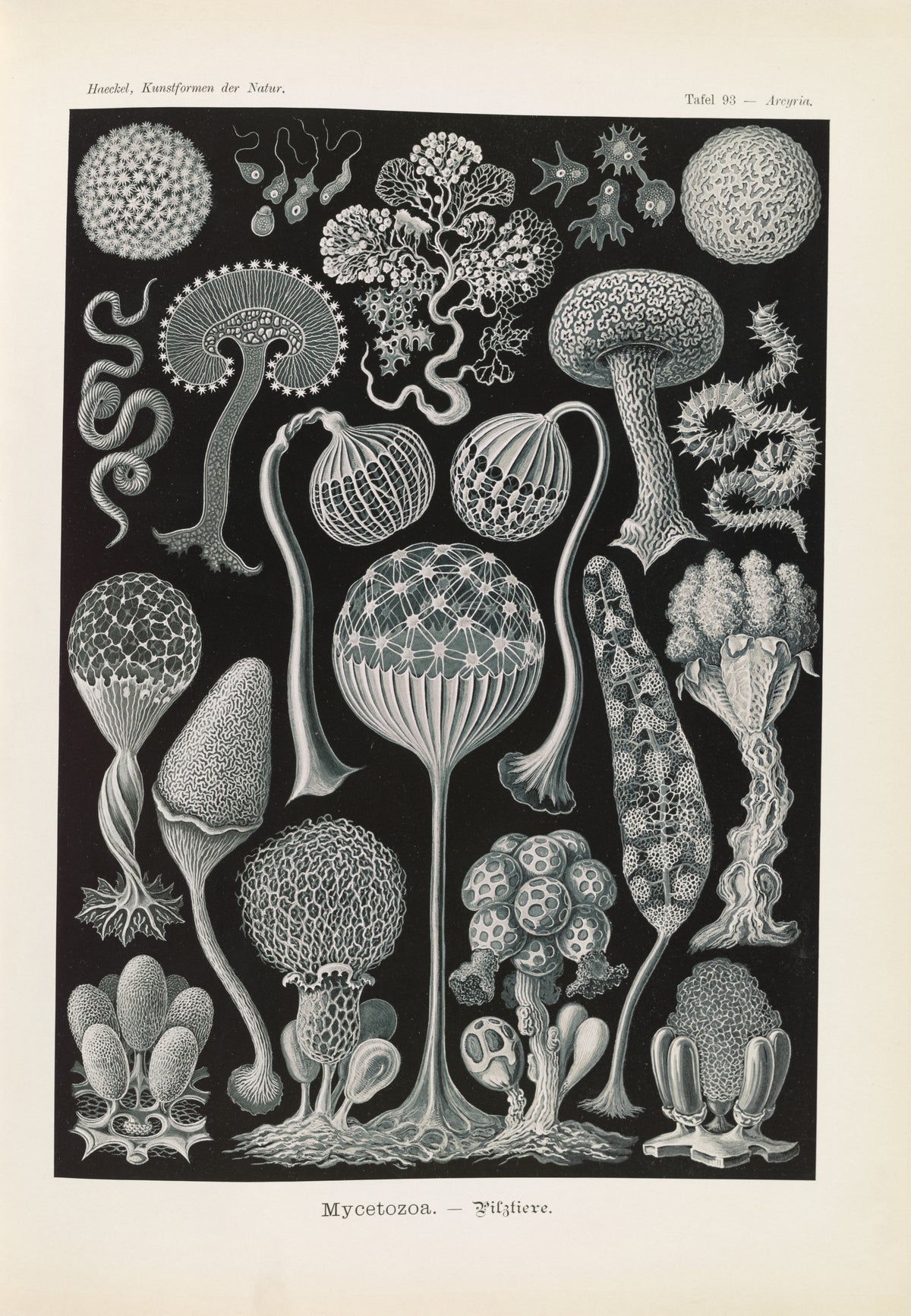 Ernst Haeckel — Kunstformen der Natur, Plate 93: Mycetozoa | Scientific Illustration Print