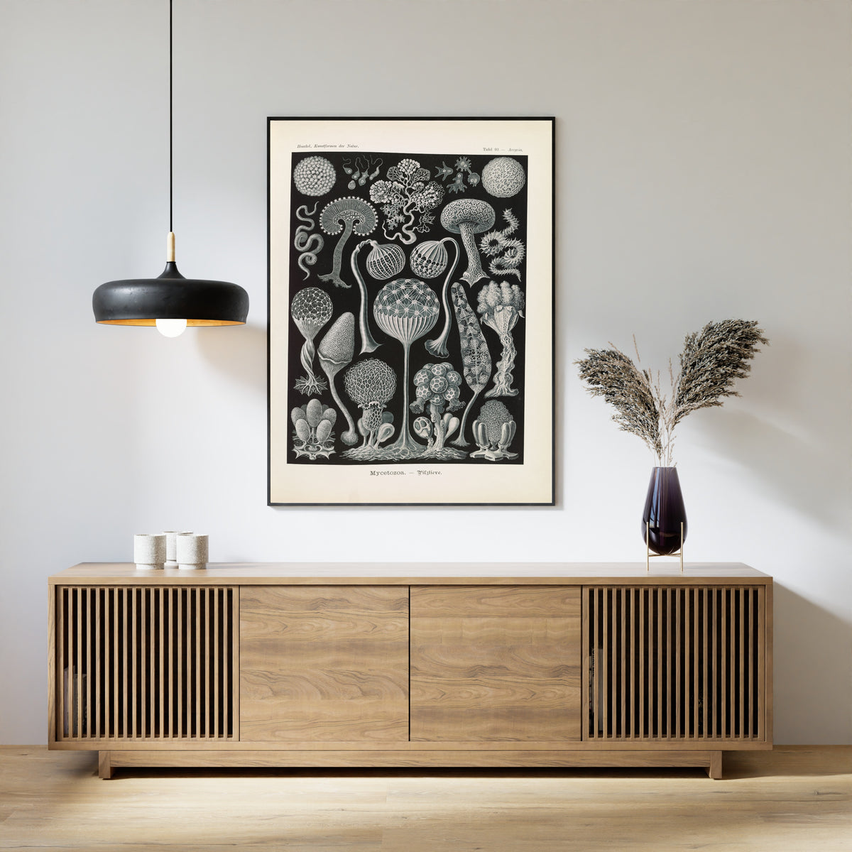 Ernst Haeckel — Kunstformen der Natur, Plate 93: Mycetozoa | Scientific Illustration Print