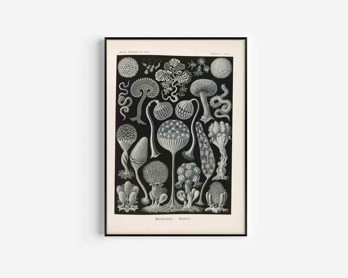 Ernst Haeckel — Kunstformen der Natur, Plate 93: Mycetozoa | Scientific Illustration Print
