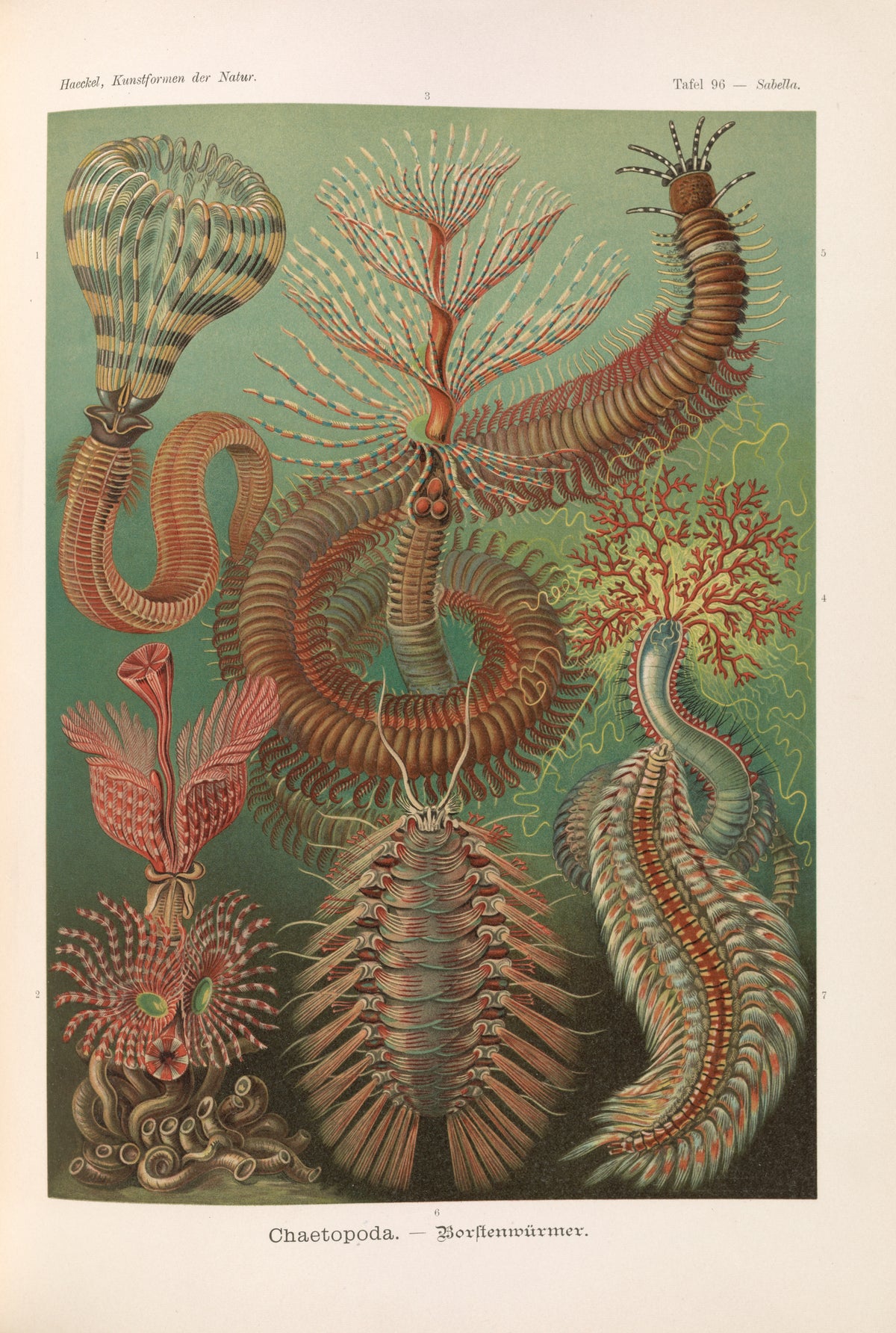 Ernst Haeckel — Kunstformen der Natur, Plate 96: Chaetopoda | Scientific Illustration Print