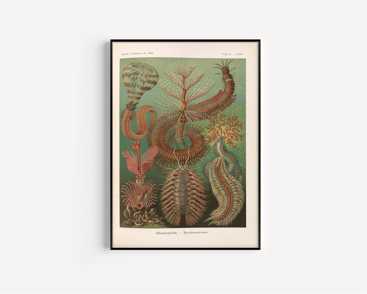 Ernst Haeckel — Kunstformen der Natur, Plate 96: Chaetopoda | Scientific Illustration Print