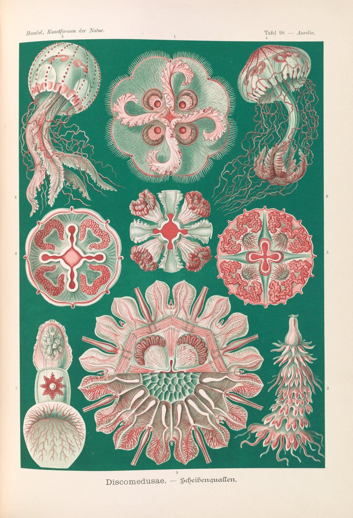 Ernst Haeckel — Kunstformen der Natur, Plate 98: Discomedusae | Scientific Illustration Print