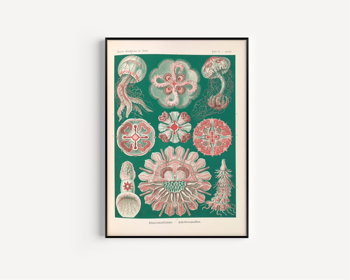 Ernst Haeckel — Kunstformen der Natur, Plate 98: Discomedusae | Scientific Illustration Print