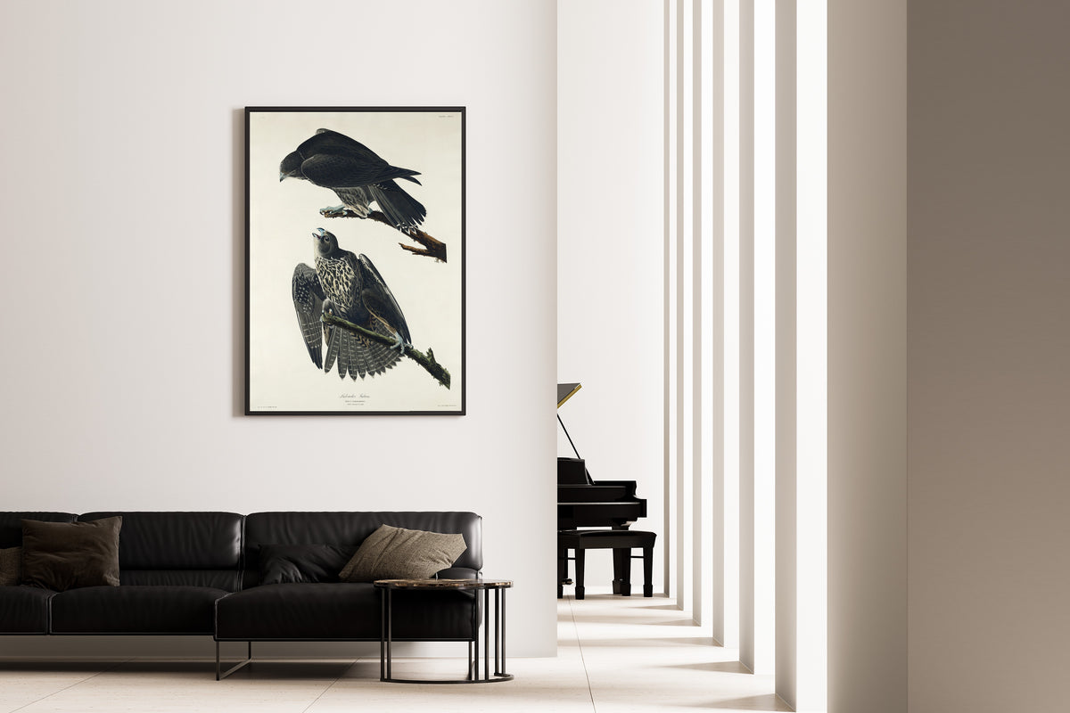 John James Audubon — Labrador Falcon | Natural History Print