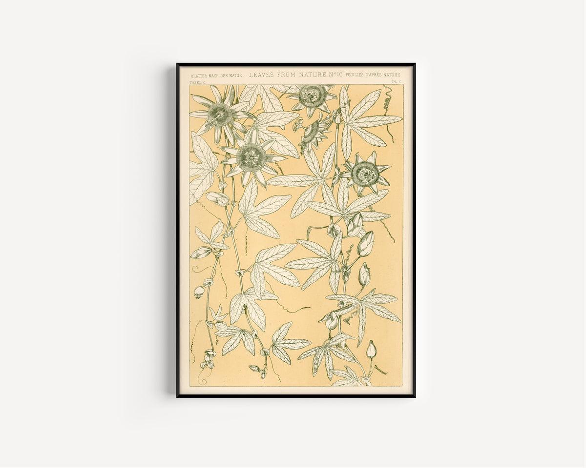 Owen Jones — Leaves from Nature No. 10 | Grammar of Ornament Design Print