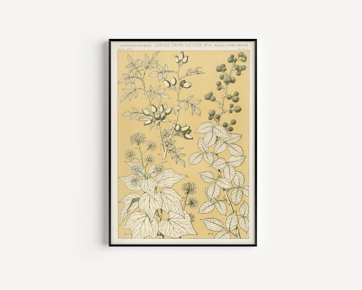 Owen Jones — Leaves from Nature No. 6 | Grammar of Ornament Design Print