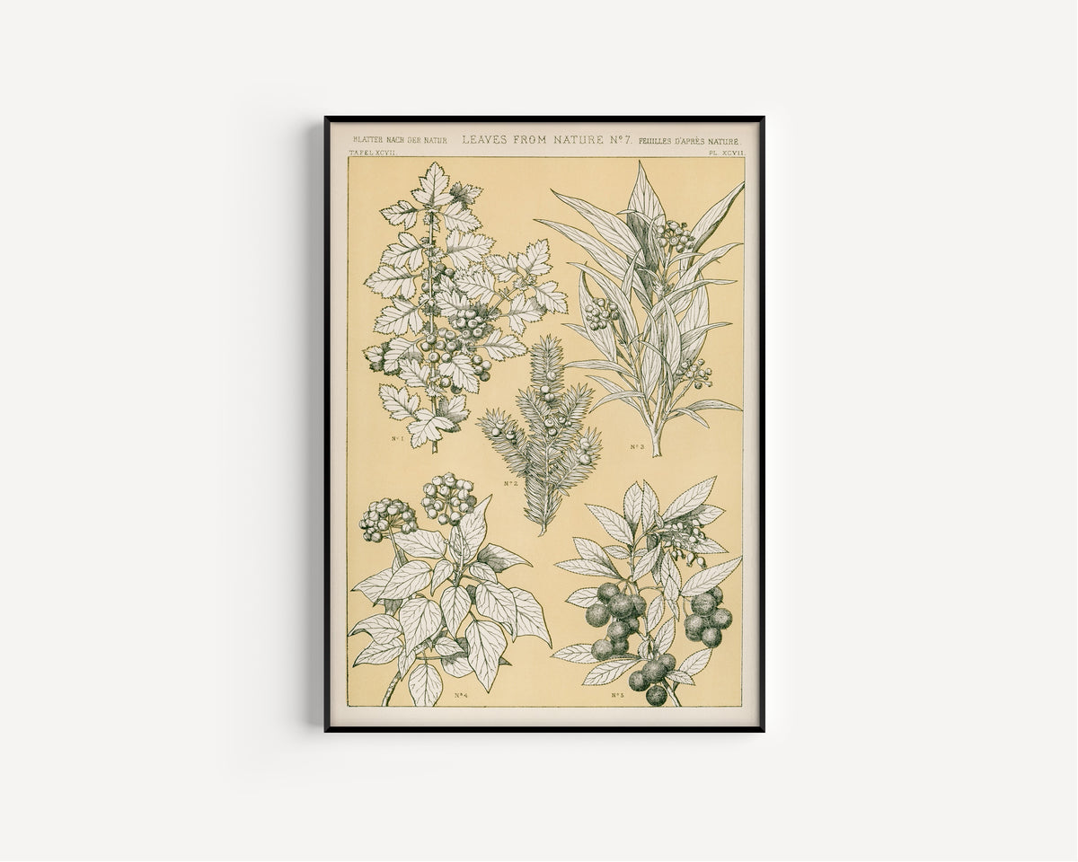 Owen Jones — Leaves from Nature No. 7 | Grammar of Ornament Design Print