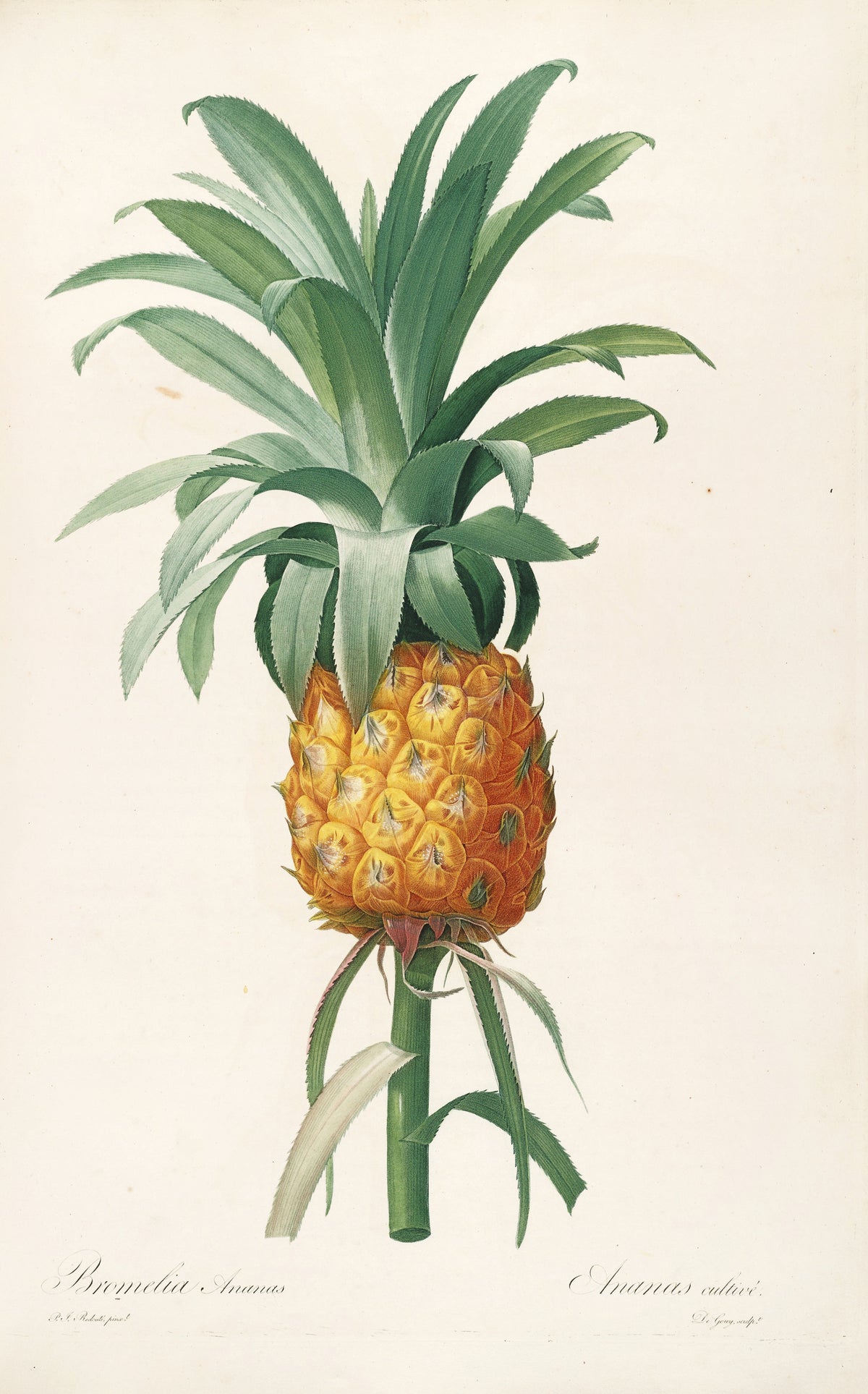 Pierre-Joseph Redouté — Les Liliacées: Bromelia Ananas (Pineapple) | Botanical Illustration Print