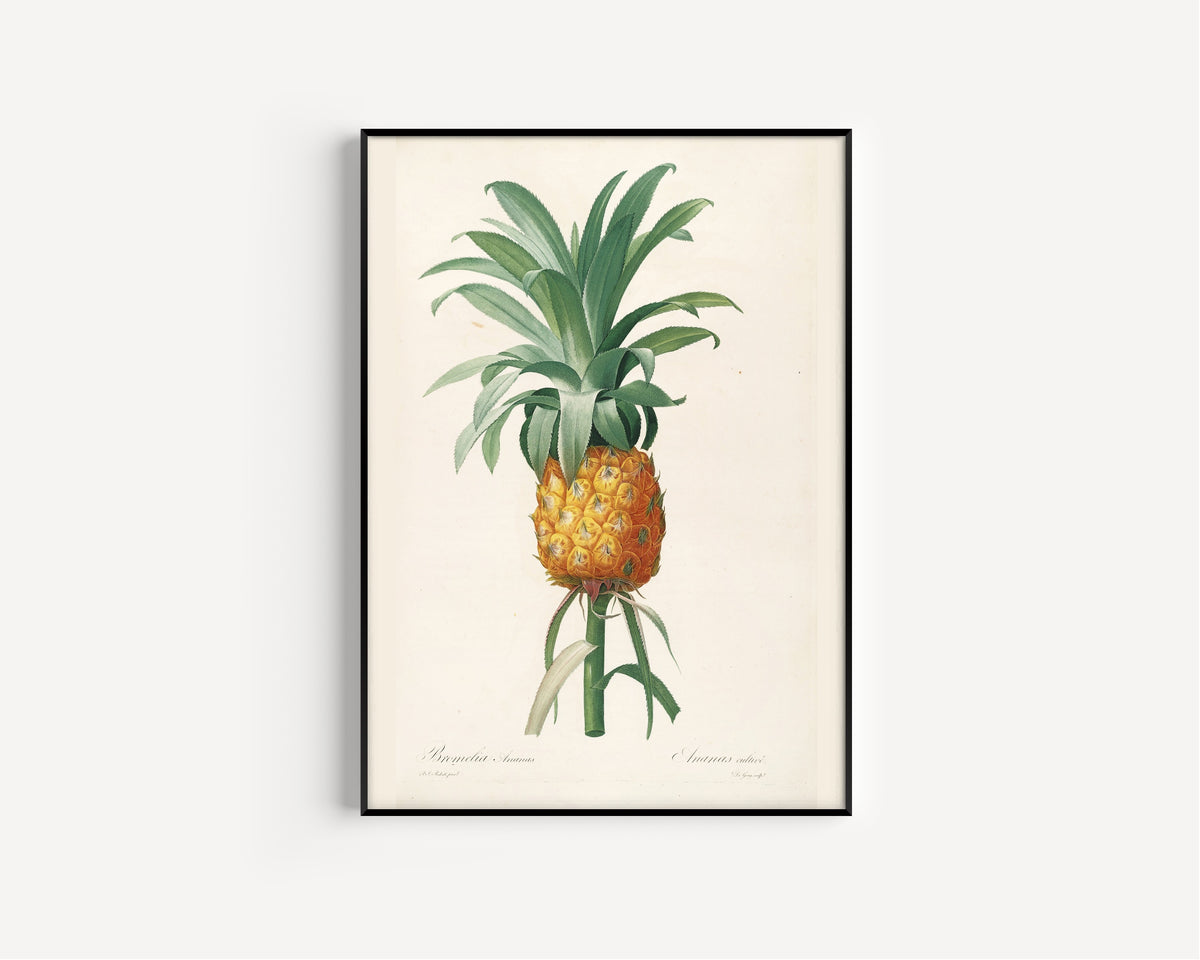 Pierre-Joseph Redouté — Les Liliacées: Bromelia Ananas (Pineapple) | Botanical Illustration Print