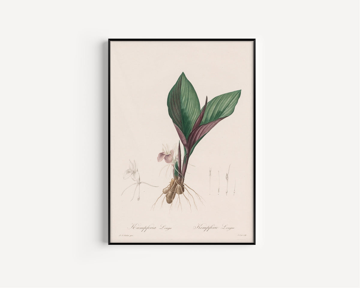 Framed art print of Les Liliacées: Kaempferia Longa by Pierre-Joseph Redouté, in a slim black frame on a plain white wall