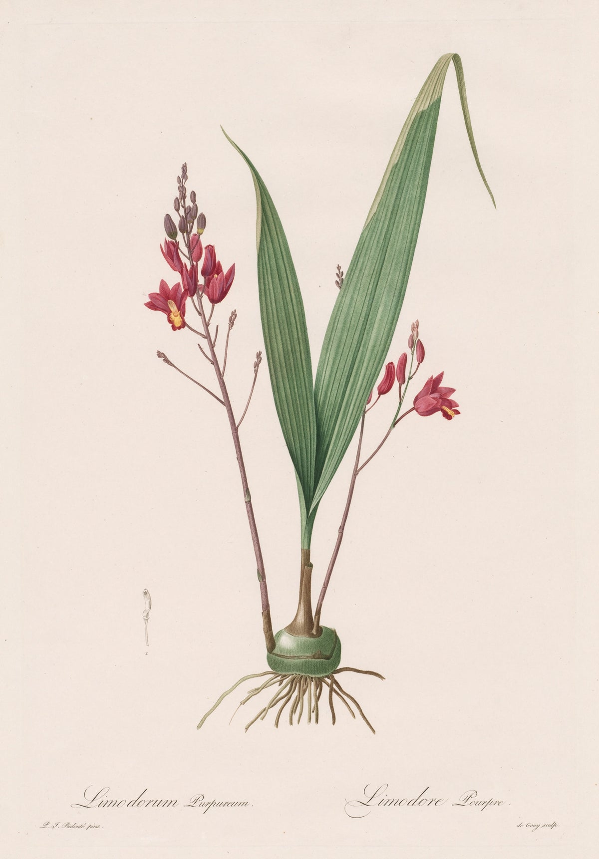 Les Liliacées: Limodorum Purpureum by Pierre-Joseph Redouté — Crimson flower sprays on thin stems beside two broad pleated leaves