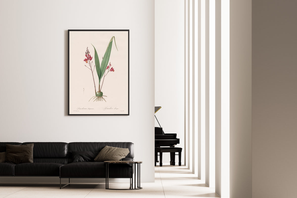 Framed art print of Les Liliacées: Limodorum Purpureum by Pierre-Joseph Redouté, on the wall of a minimal living room