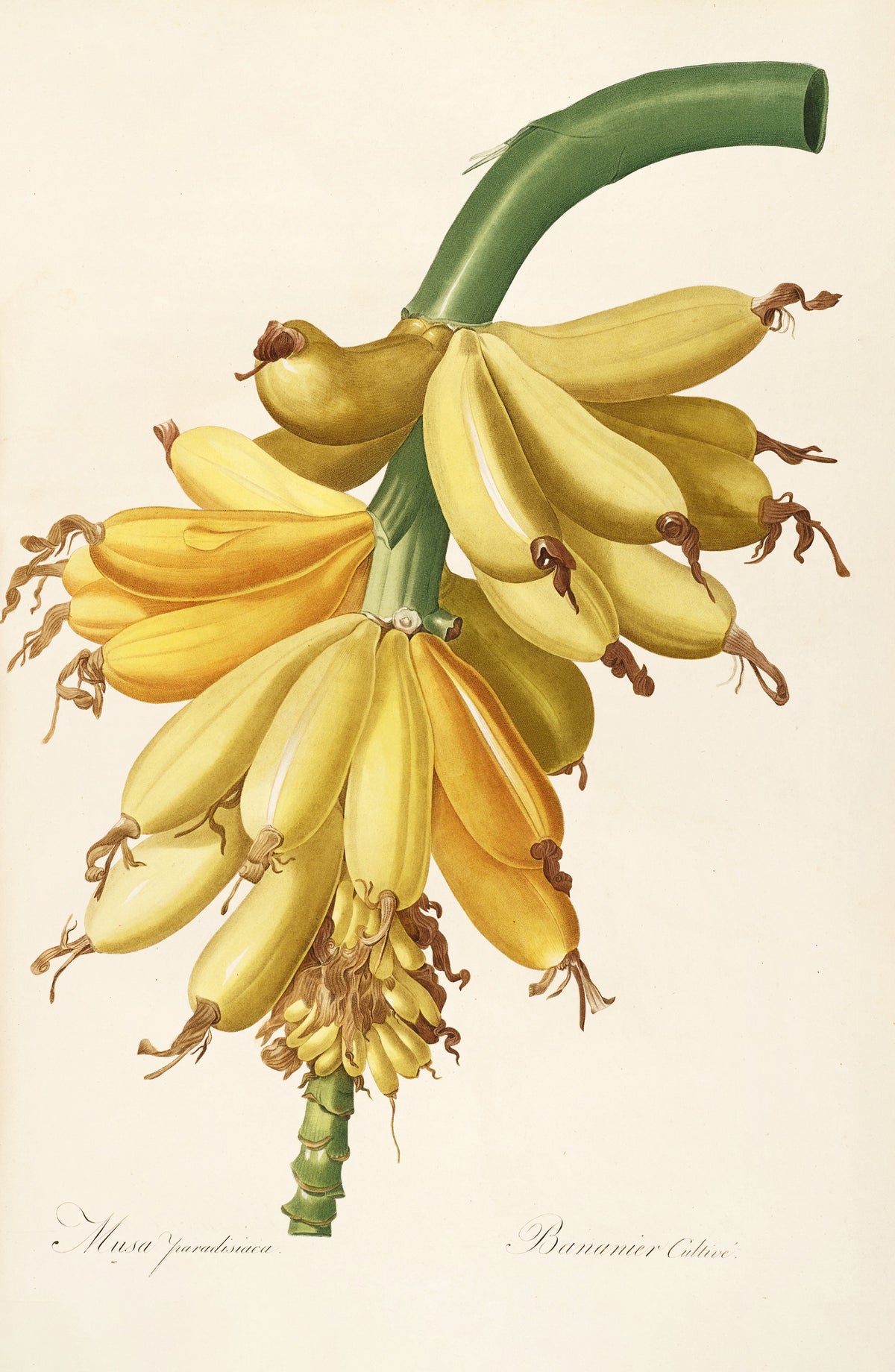 Pierre-Joseph Redouté — Les Liliacées: Musa paradisiaca | Botanical Illustration Print