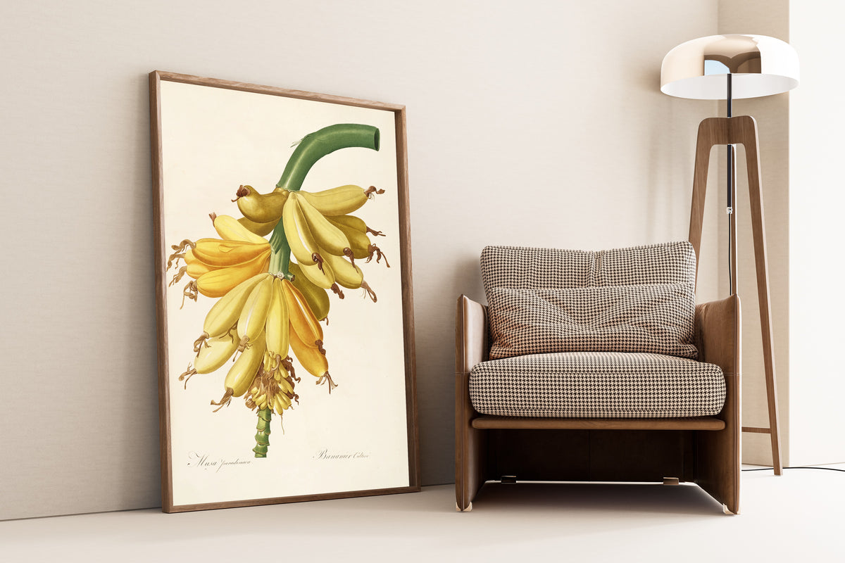 Pierre-Joseph Redouté — Les Liliacées: Musa paradisiaca | Botanical Illustration Print