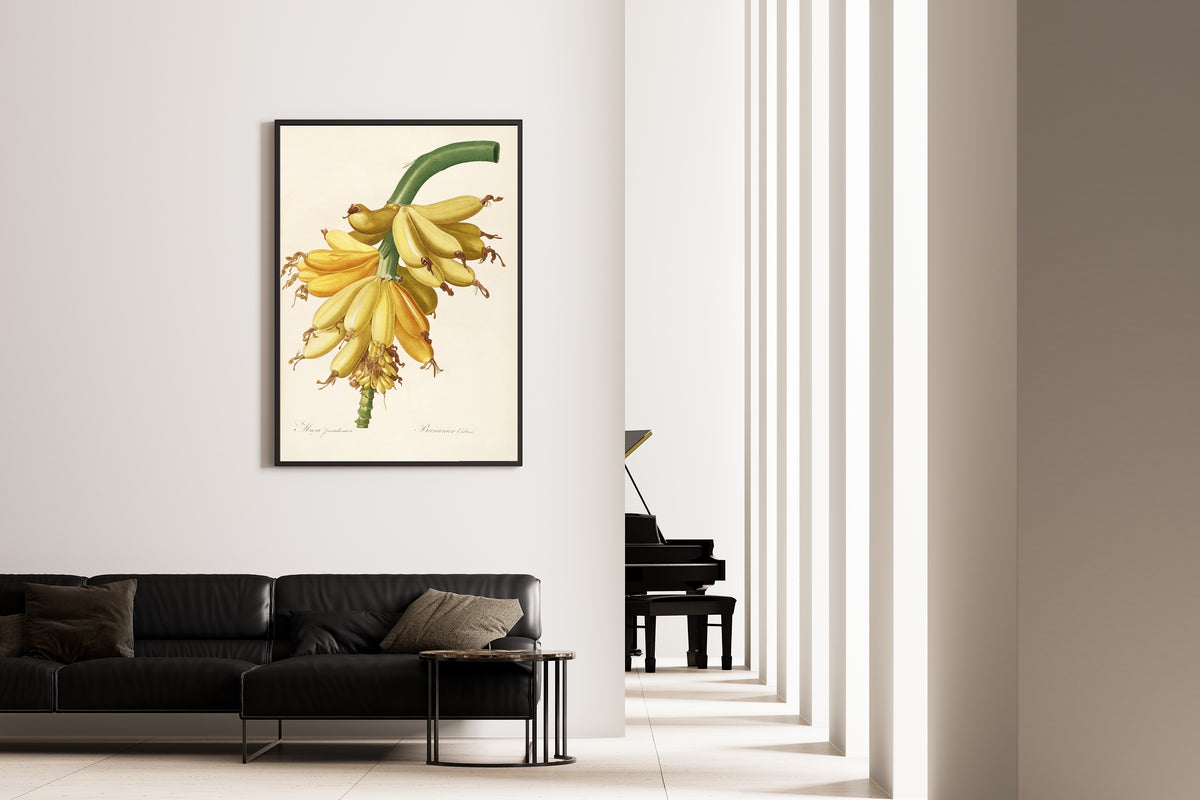 Pierre-Joseph Redouté — Les Liliacées: Musa paradisiaca | Botanical Illustration Print