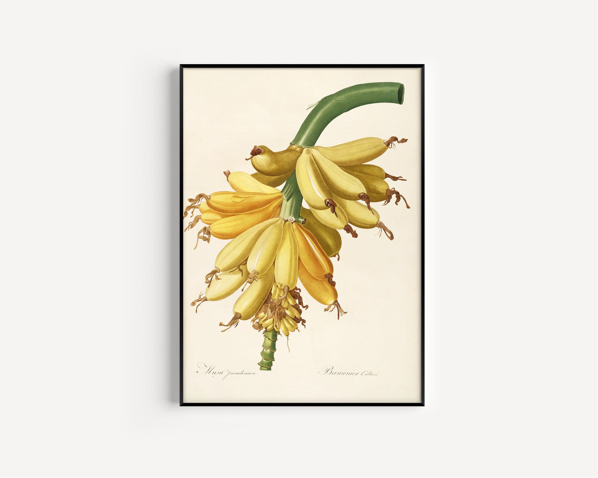 Pierre-Joseph Redouté — Les Liliacées: Musa paradisiaca | Botanical Illustration Print
