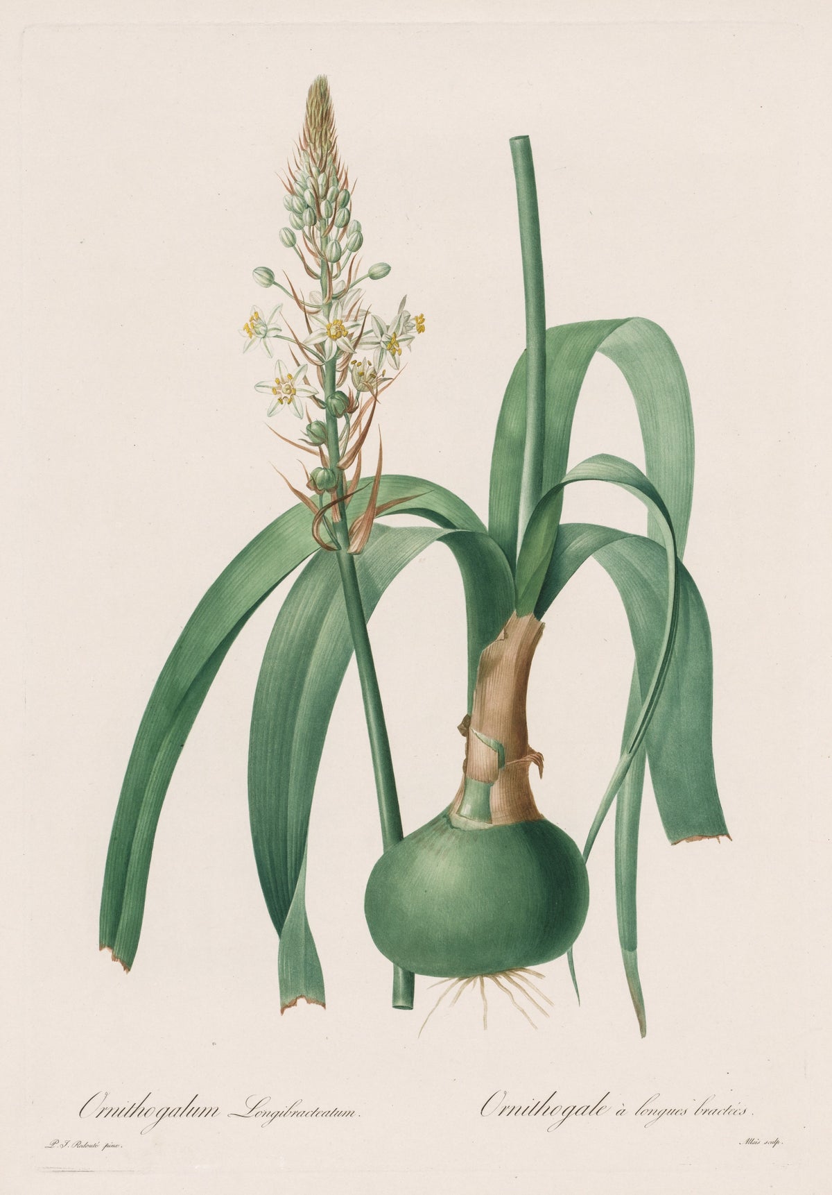 Les Liliacées: Ornithogalum longibracteatum by Pierre-Joseph Redouté — A tall spike of small white flowers rising from a round green bulb