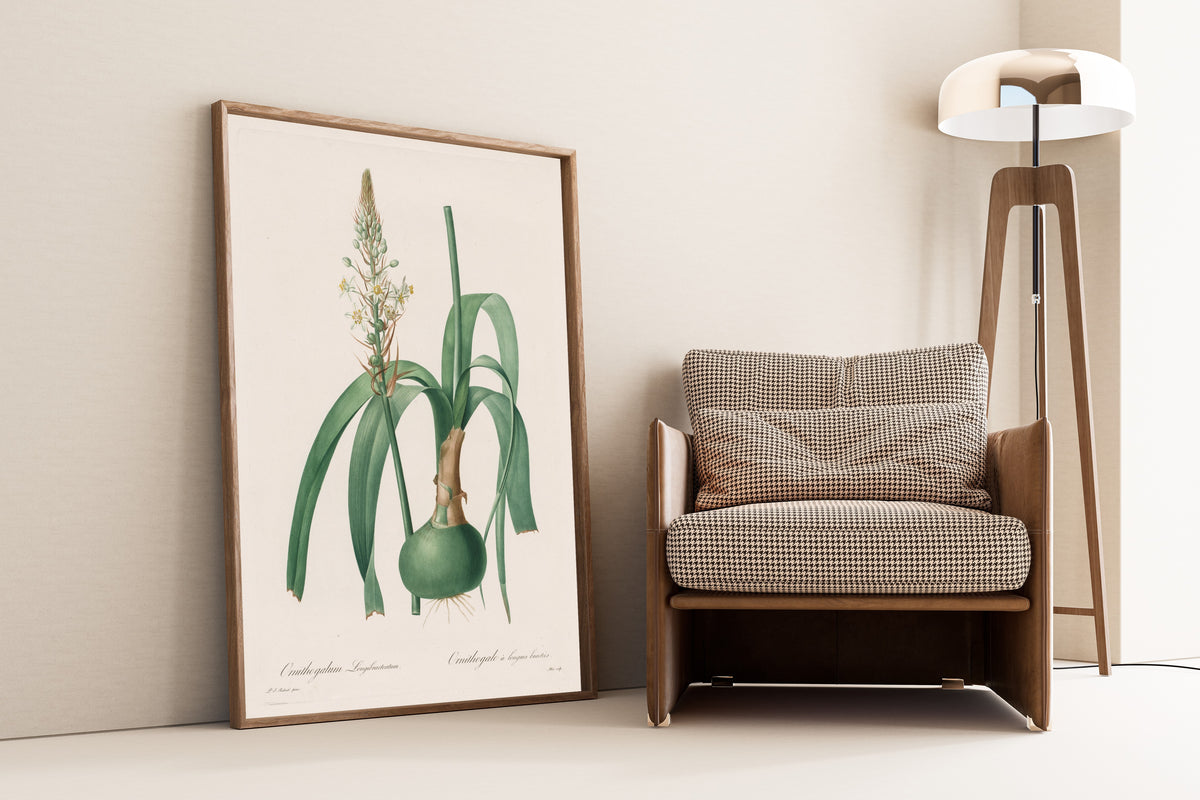 Framed art print of Les Liliacées: Ornithogalum longibracteatum by Pierre-Joseph Redouté, leaning against a wall beside an armchair and a floor lamp