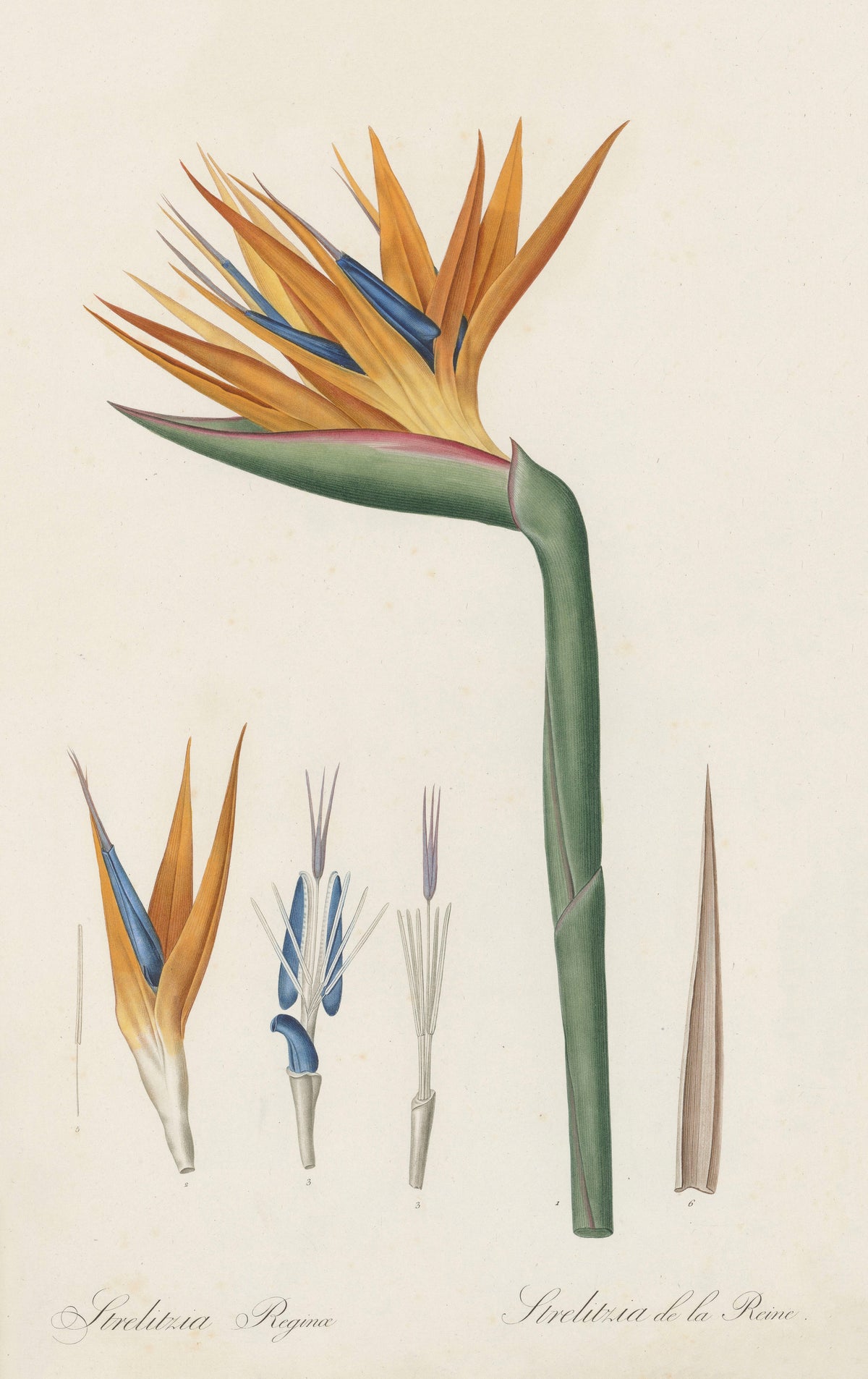 Pierre-Joseph Redouté — Les Liliacées: Strelitzia reginae | Botanical Illustration Print