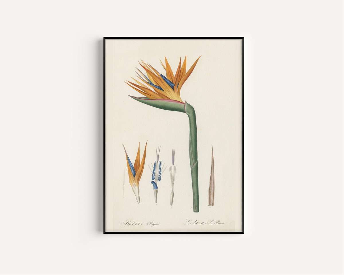 Pierre-Joseph Redouté — Les Liliacées: Strelitzia reginae | Botanical Illustration Print