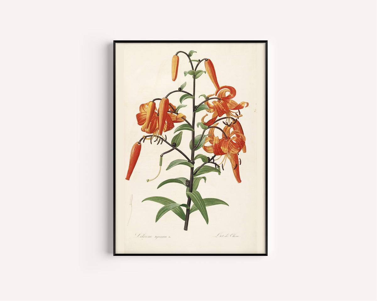 Pierre-Joseph Redouté — Les Liliacées: Tiger Lily (Lilium Tigrinum) | Botanical Illustration Print