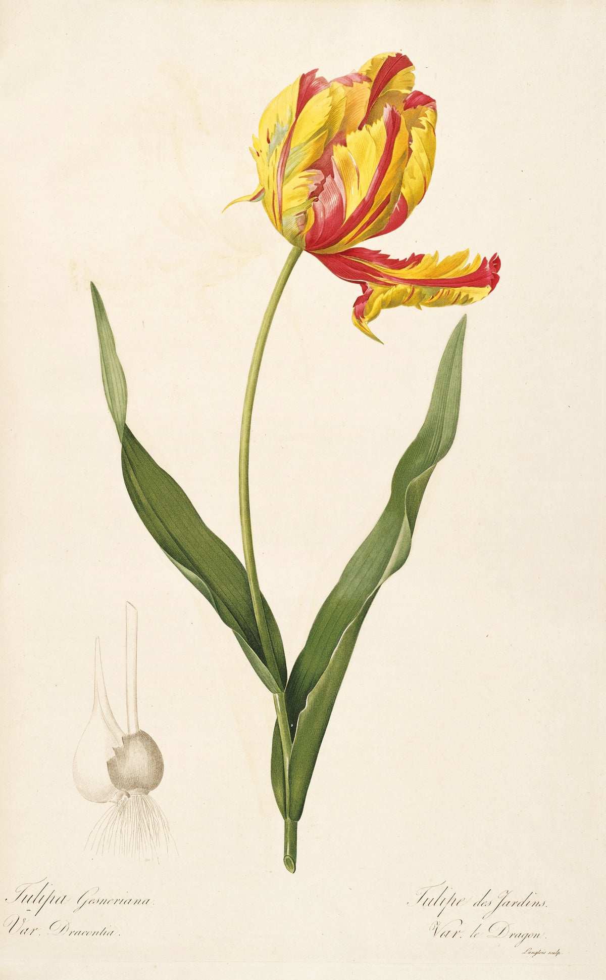 Pierre-Joseph Redouté — Les Liliacées: Tulipa Gesneriana, Var. Dracontia | Botanical Illustration Print
