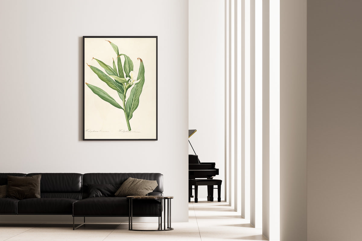 Framed art print of Les Liliacées, Plate 16: Hedychium Coronarium by Pierre-Joseph Redouté, on the wall of a minimal living room