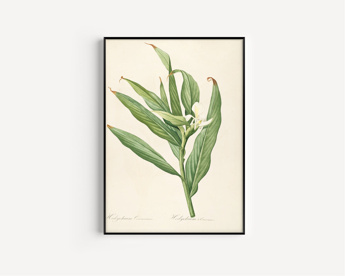 Framed art print of Les Liliacées, Plate 16: Hedychium Coronarium by Pierre-Joseph Redouté, in a slim black frame on a plain white wall