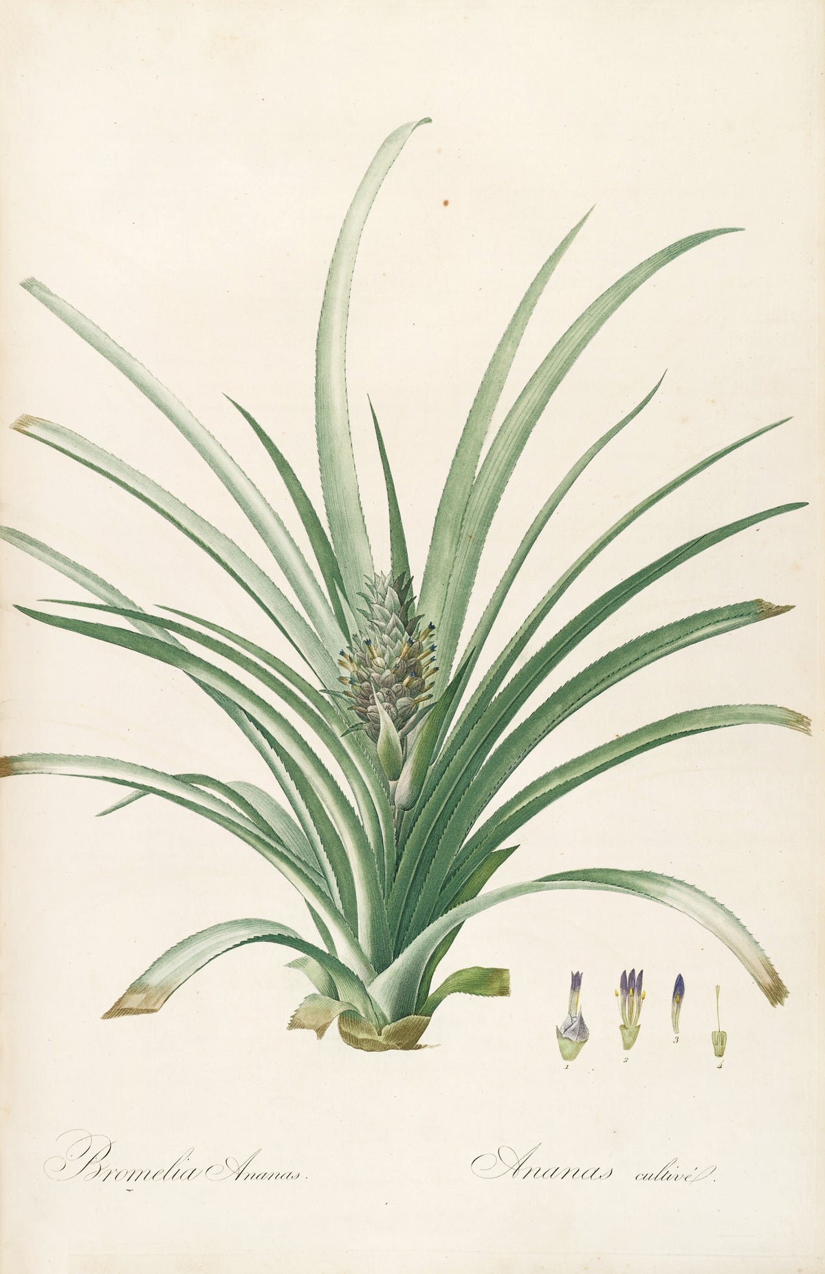 Les Liliacées, Plate 34: Bromelia Ananas by Pierre-Joseph Redouté — A pineapple plant with a young fruit among long spiny leaves