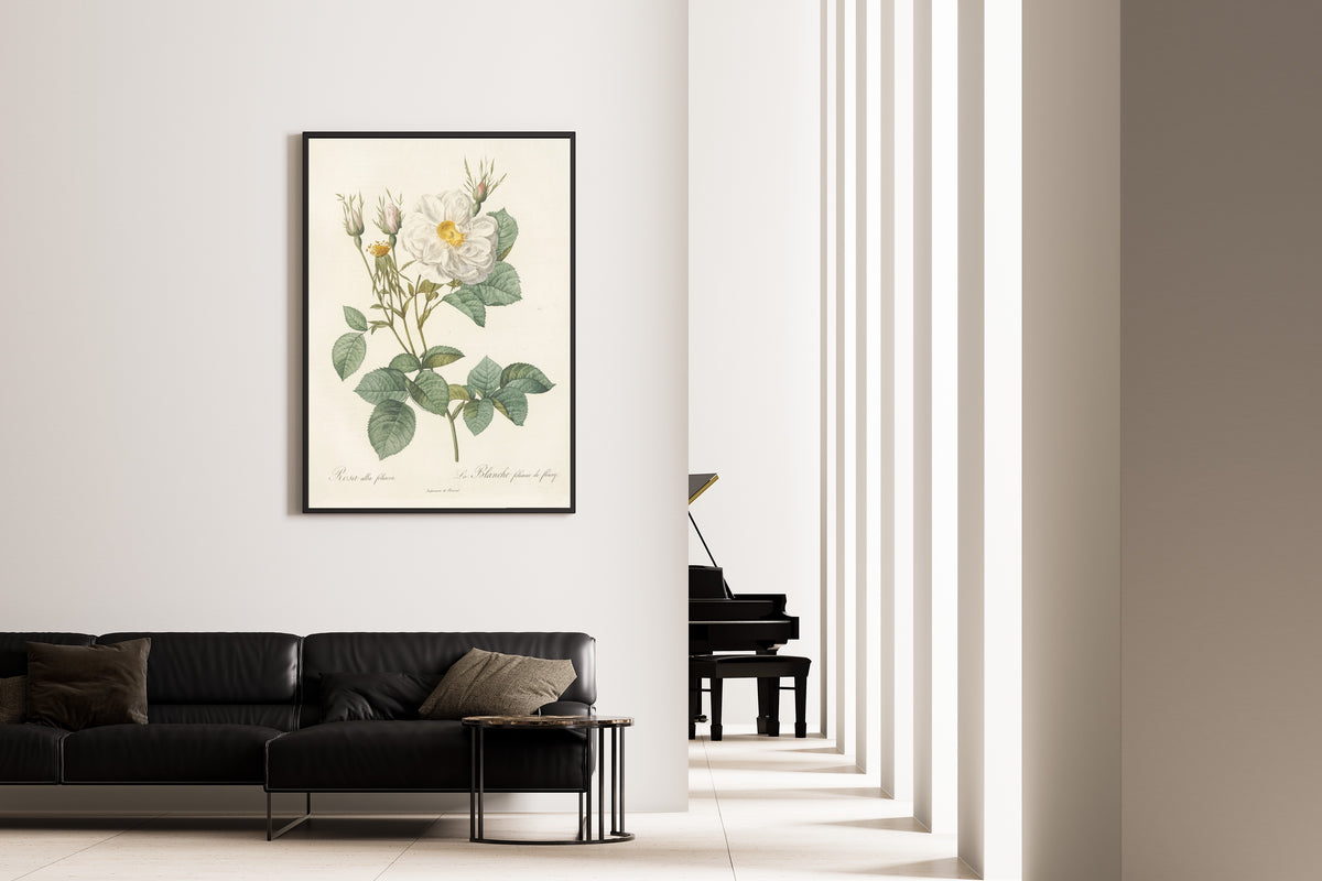 Framed art print of Les Roses: Rosa Alba foliacea by Pierre-Joseph Redouté, on the wall of a minimal living room