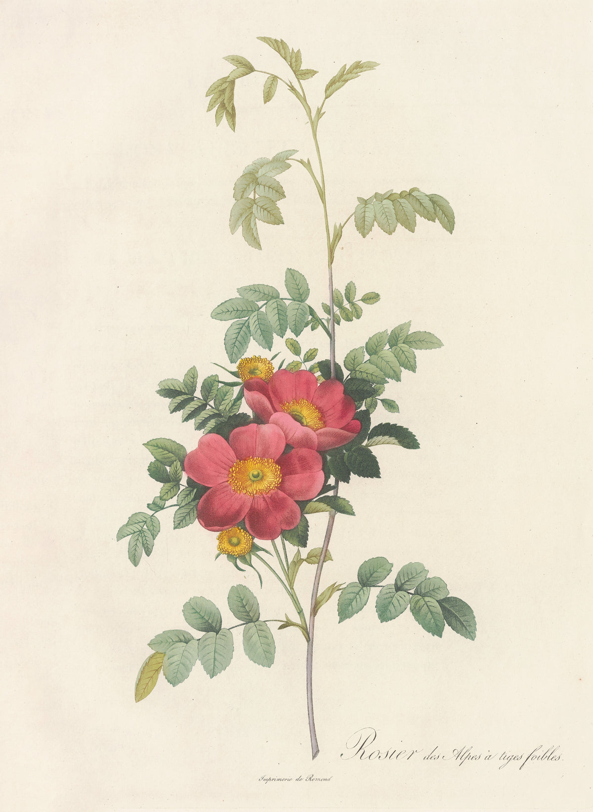 Les Roses: Rosa Alpina Debilis by Pierre-Joseph Redouté — Two crimson-pink roses on a tall slender stem of pale leaflets