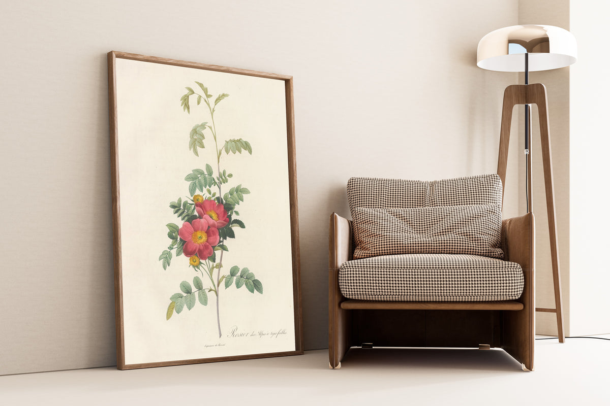 Framed art print of Les Roses: Rosa Alpina Debilis by Pierre-Joseph Redouté, leaning against a wall beside an armchair and a floor lamp
