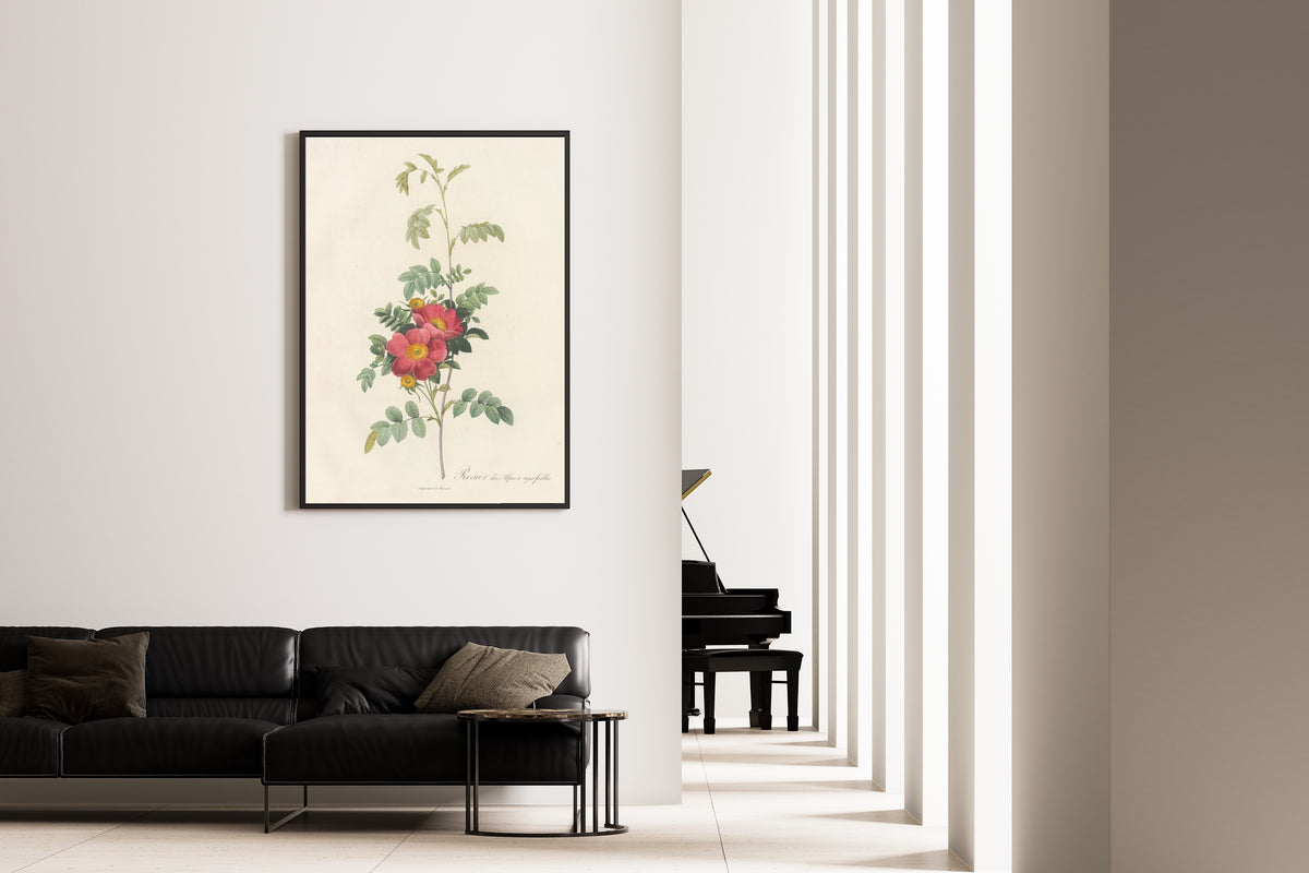 Framed art print of Les Roses: Rosa Alpina Debilis by Pierre-Joseph Redouté, on the wall of a minimal living room