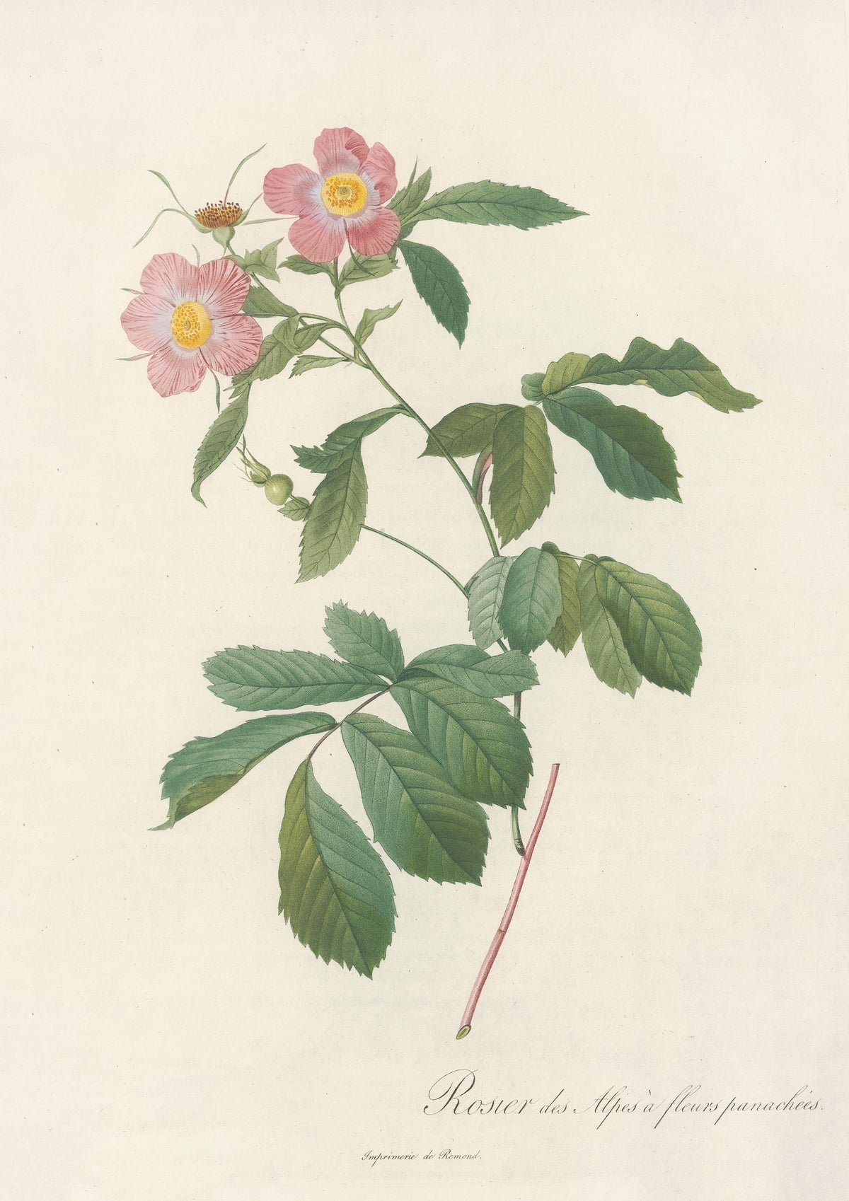 Les Roses: Rosa Alpina Flore Variegato by Pierre-Joseph Redouté — Two striped pink roses with lilac-tinted centres on a leafy branch