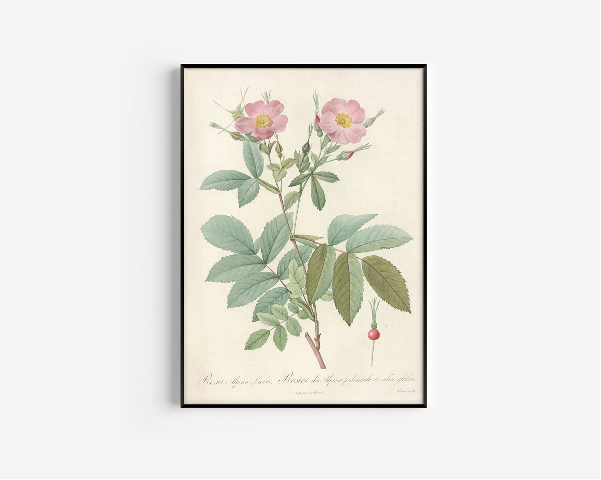 Framed art print of Les Roses: Rosa Alpina Laevis by Pierre-Joseph Redouté, in a slim black frame on a plain white wall