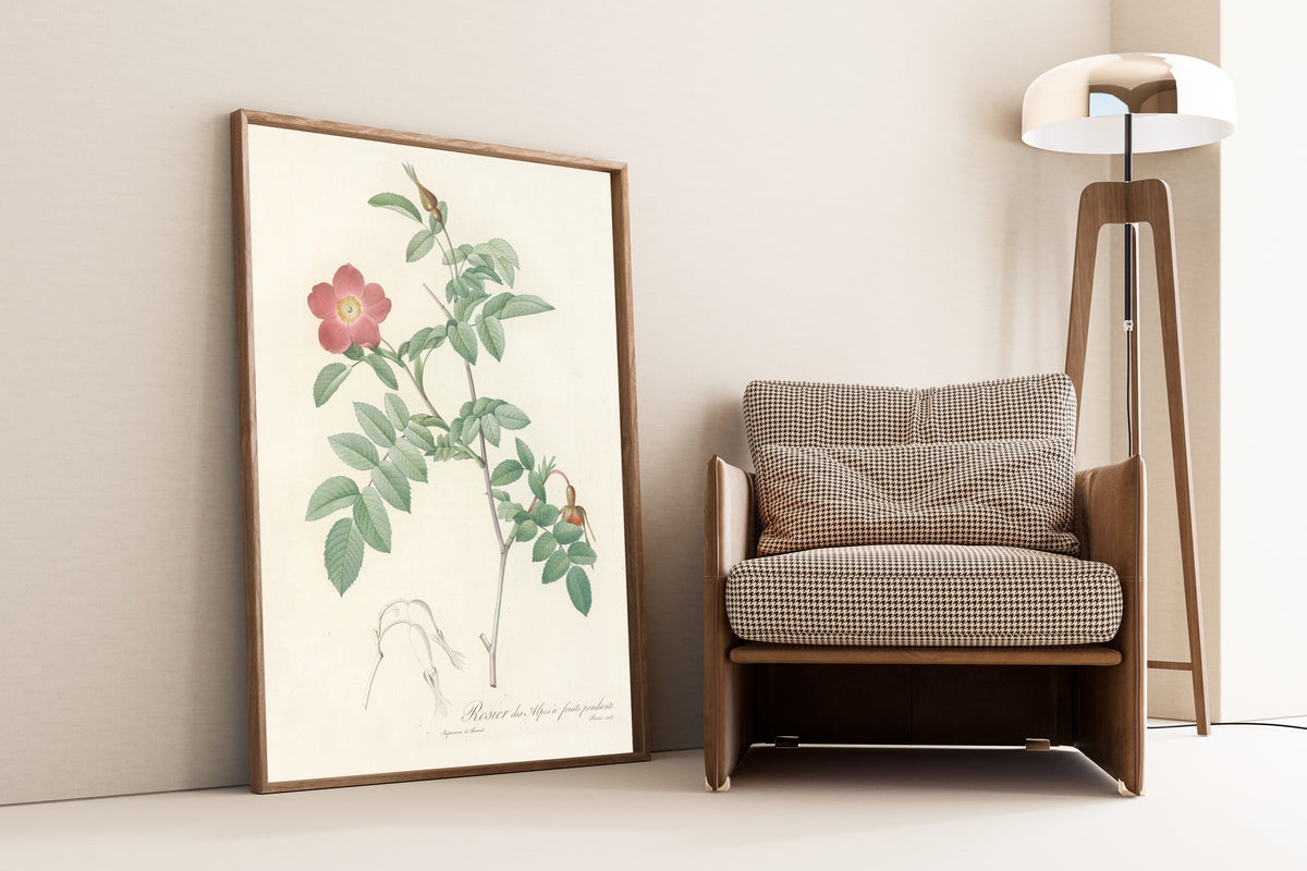 Framed art print of Les Roses: Rosa Alpina Pendulina by Pierre-Joseph Redouté, leaning against a wall beside an armchair and a floor lamp
