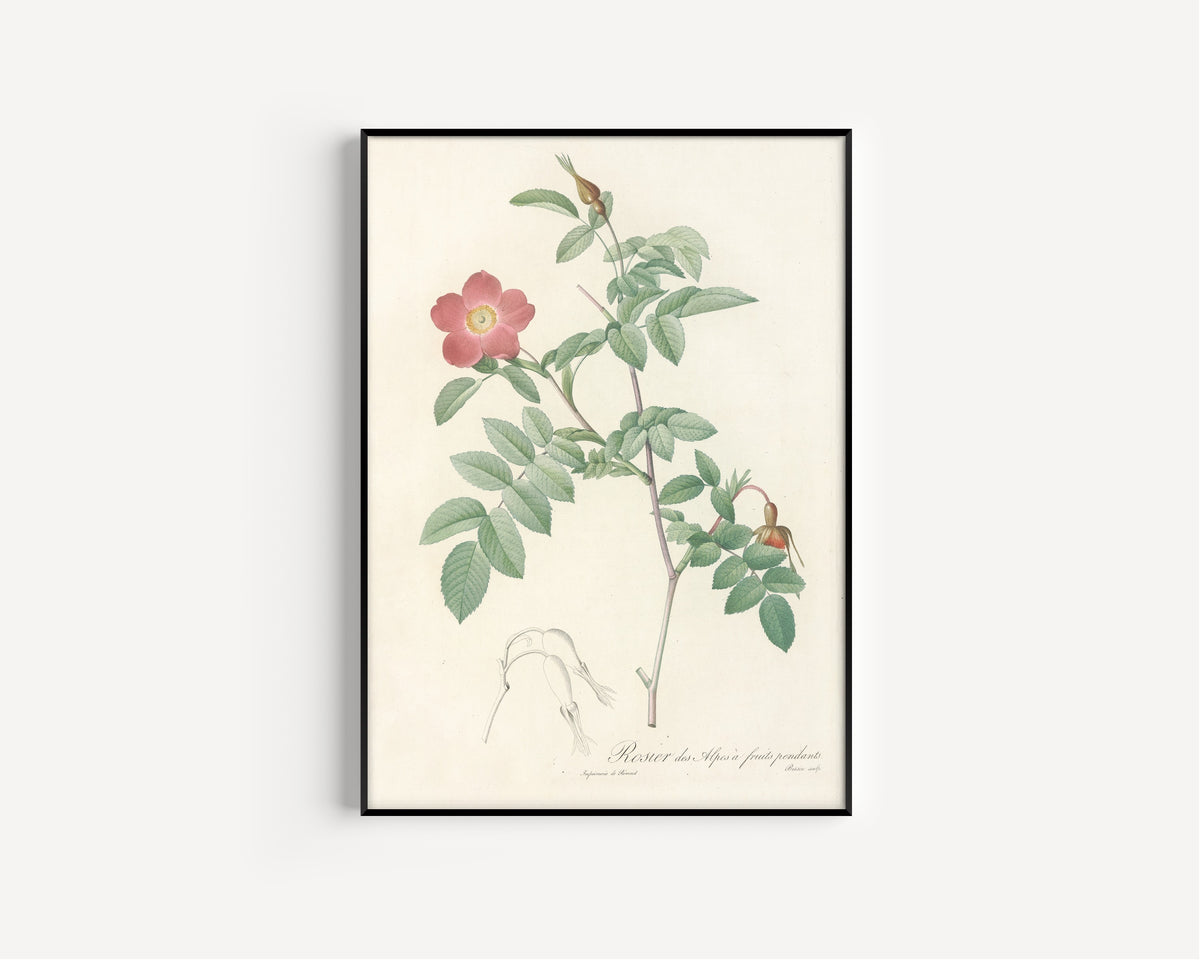 Framed art print of Les Roses: Rosa Alpina Pendulina by Pierre-Joseph Redouté, in a slim black frame on a plain white wall