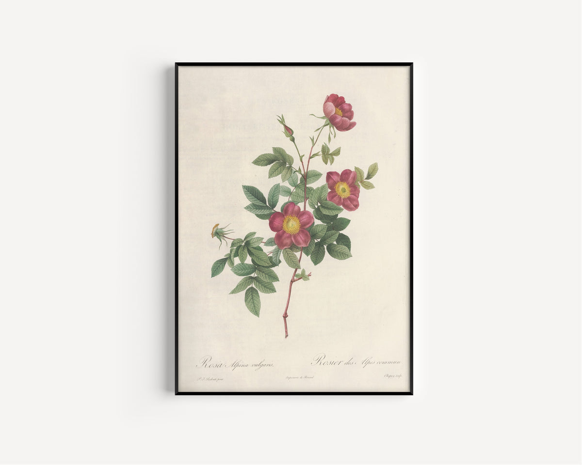 Framed art print of Les Roses: Rosa Alpina Vulgaris by Pierre-Joseph Redouté, in a slim black frame on a plain white wall