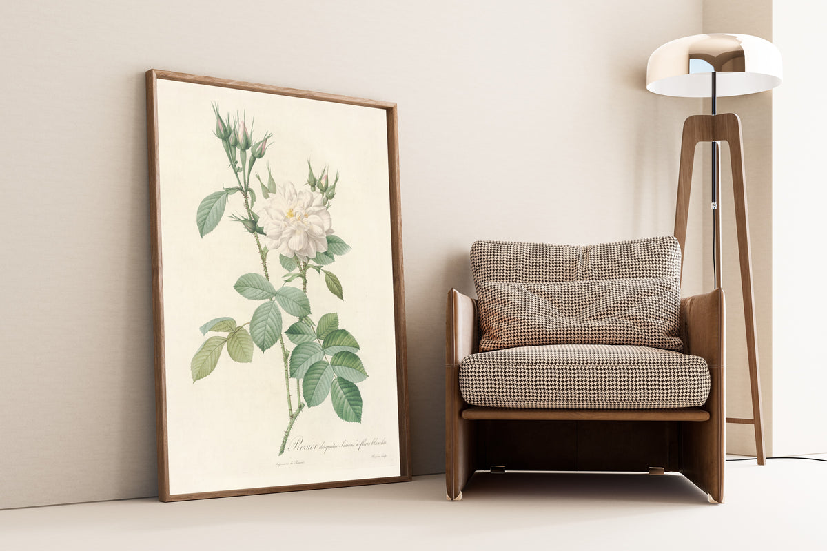 Framed art print of Les Roses: Rosa Bifera Alba by Pierre-Joseph Redouté, leaning against a wall beside an armchair and a floor lamp