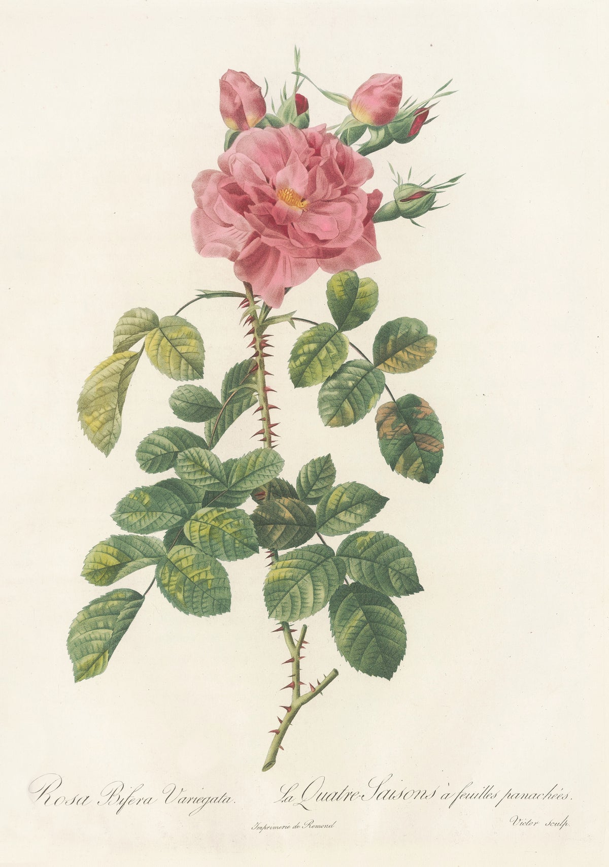 Les Roses: Rosa Bifera Variegata by Pierre-Joseph Redouté — A full pink double rose above a thorny stem and mottled leaves