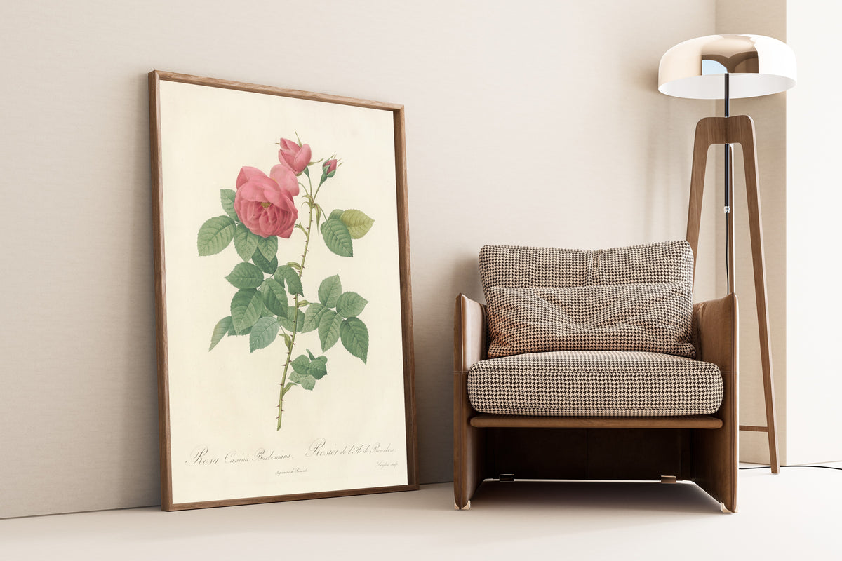 Framed art print of Les Roses: Rosa Canina Burboniana by Pierre-Joseph Redouté, leaning against a wall beside an armchair and a floor lamp