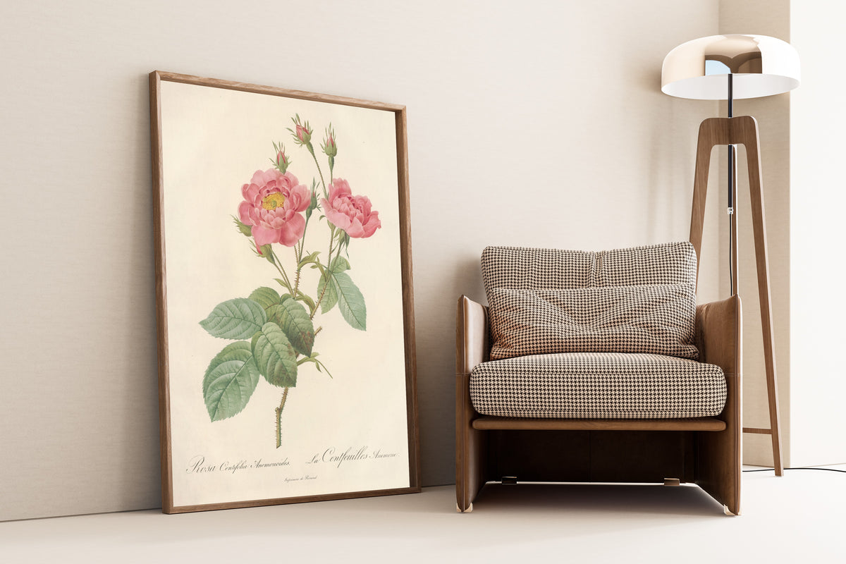 Framed art print of Les Roses: Rosa Centifolia Anemonoides by Pierre-Joseph Redouté, leaning against a wall beside an armchair and a floor lamp