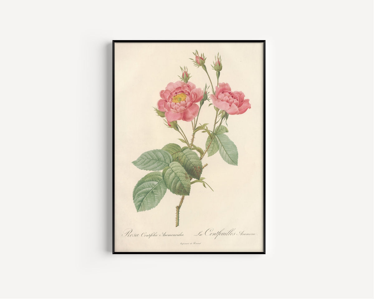 Framed art print of Les Roses: Rosa Centifolia Anemonoides by Pierre-Joseph Redouté, in a slim black frame on a plain white wall